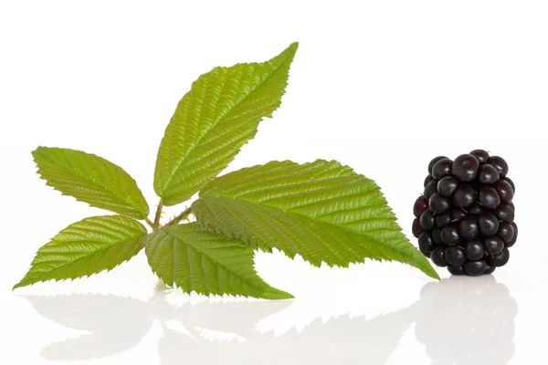 Blackberry Fruit — Stock Photo, Image