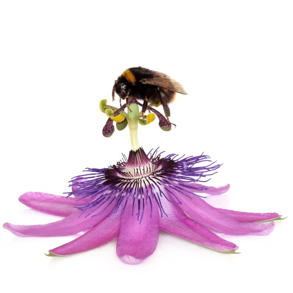 Passion Flower and Bumblebee — Stock Photo, Image