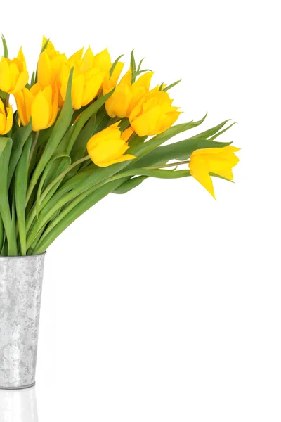Gele tulp bloem schoonheid — Stockfoto