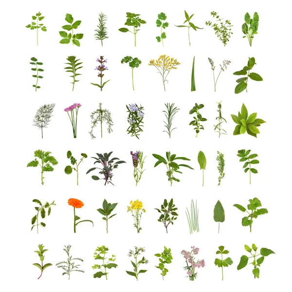 Large Herb Leaf and Flower Collection — Stock Photo, Image
