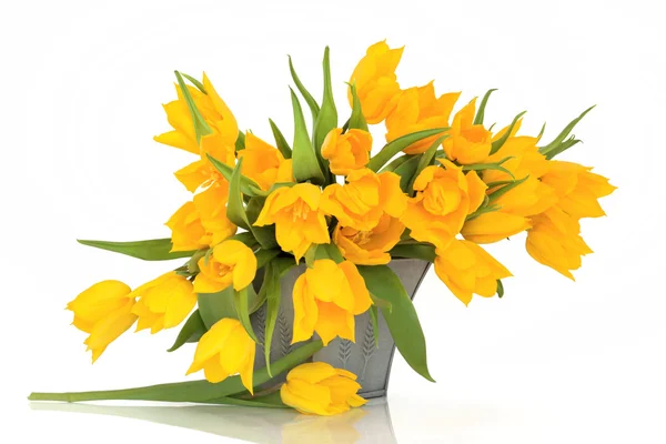 Жовті тюльпани квіти — стокове фото