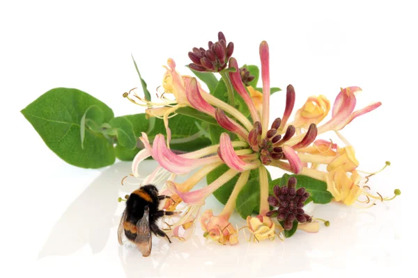 Honeysuckle Flower and Bee — Stock Photo, Image