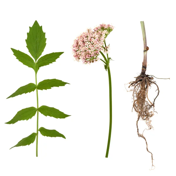 Valerian Leaf, Root and Flower — Stock Photo, Image