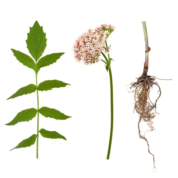 Valerian blad, wortel en bloem — Stockfoto