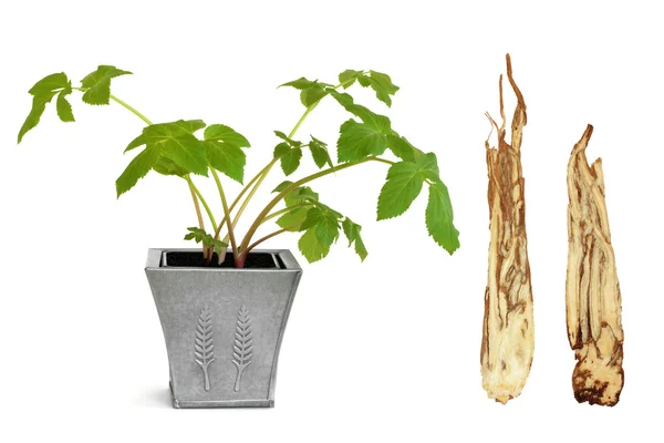 Angelica herb a kořenovou — Stock fotografie