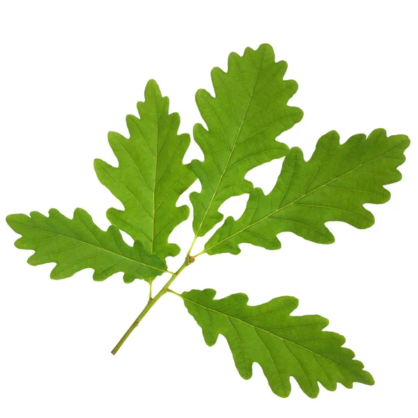 Дуб Leaf Sprig — стоковое фото