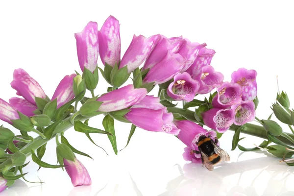 Bee en vingerhoedskruid bloemen — Stockfoto