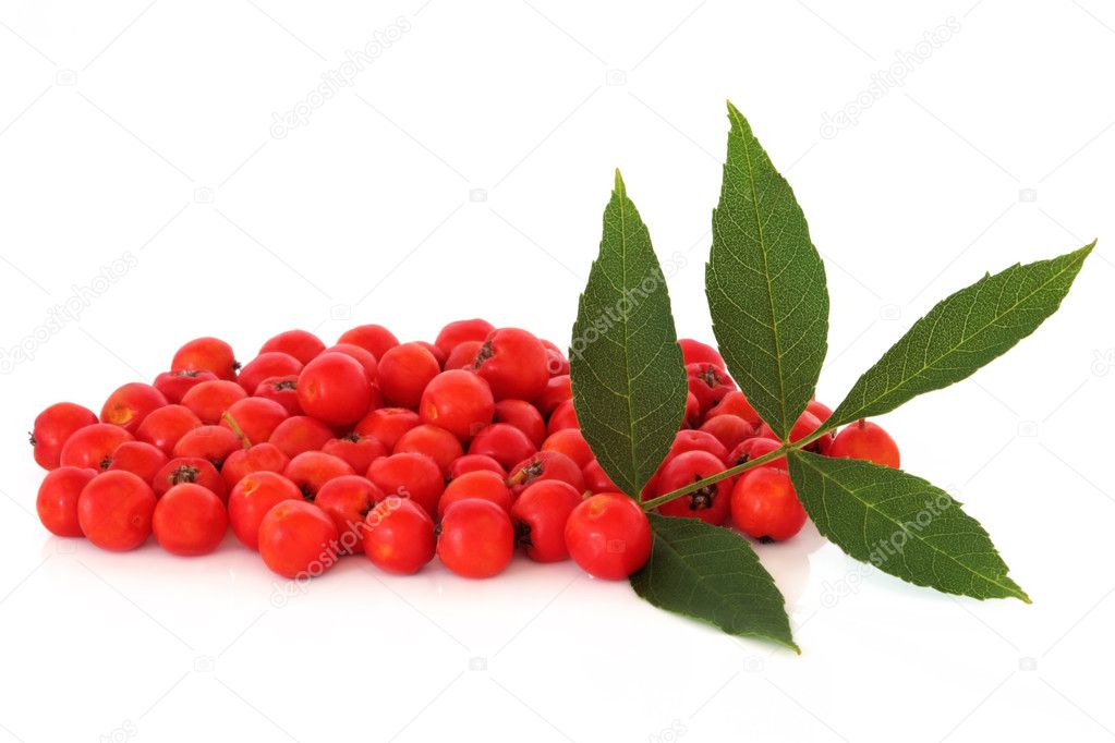 Rowan Berry Fruit