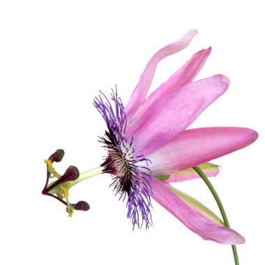 Passion Flower Beauty clipart