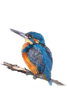 The Kingfisher clipart