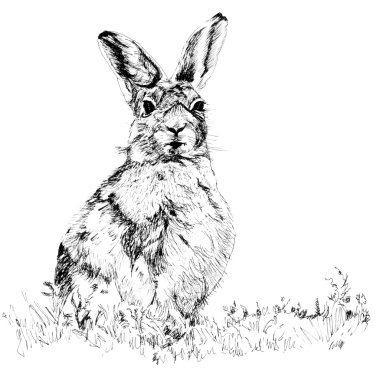 The Hare clipart