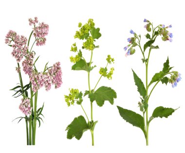 Medicinal Herbs in Flower clipart