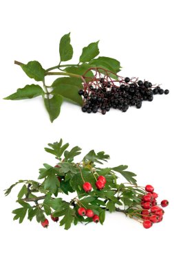 Hawthorn and Elderberry Fruit clipart