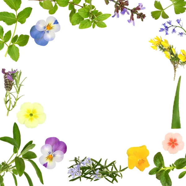 Flor e folha de erva Resumo — Fotografia de Stock