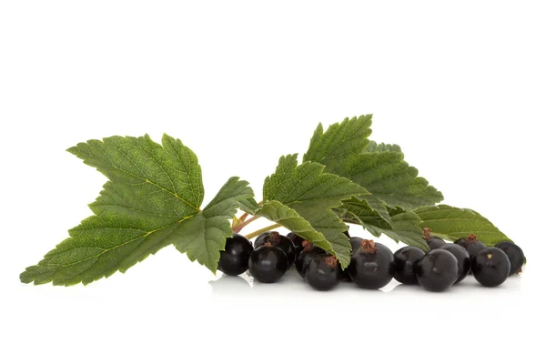Owoc czarnej porzeczki — Zdjęcie stockowe