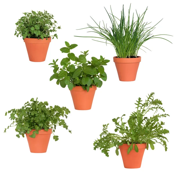 Herbs in Pots — Stock Photo, Image