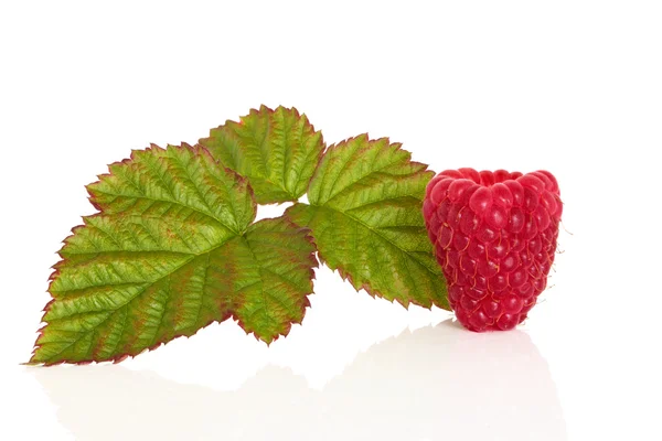 Raspberry Fruit — Stock Photo, Image