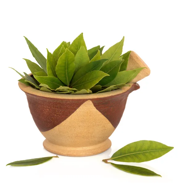 Bay Leaf Herb — Stock Photo, Image