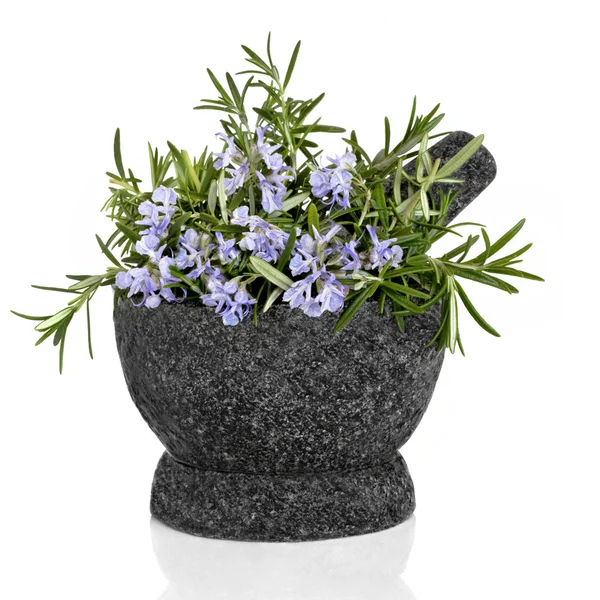 Rosemary Herb in Flower — Stock Photo, Image
