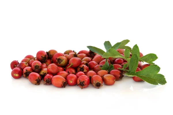 Hawthorn Berries — Stock Photo, Image