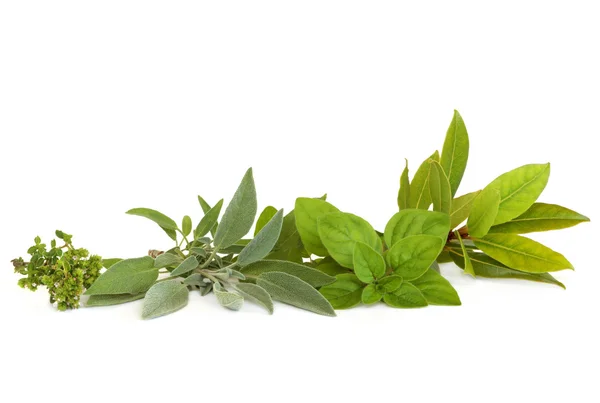 Timo, Salvia, origano e Bay Herbs — Foto Stock