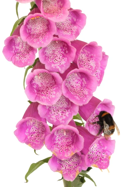 Bee a Náprstník červený květ — Stock fotografie
