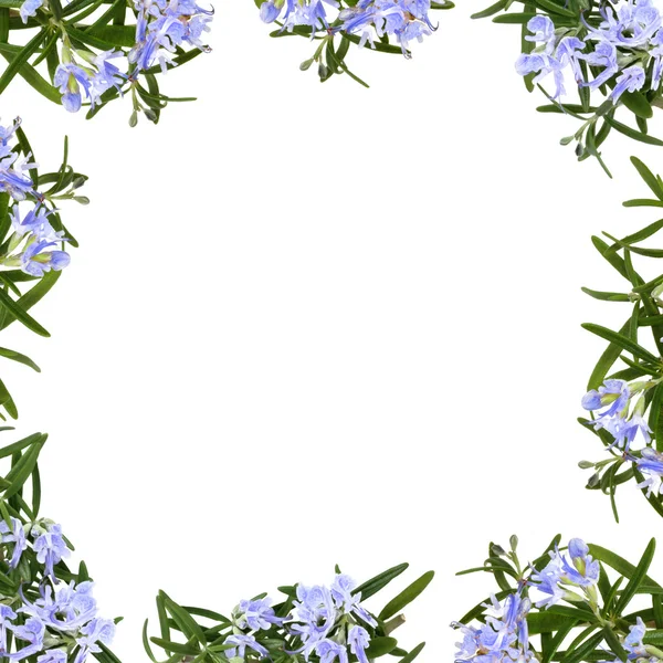 ローズマリーのハーブの花のボーダー — ストック写真