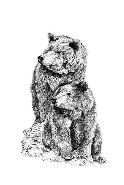 Medvědi grizzly — Stock fotografie