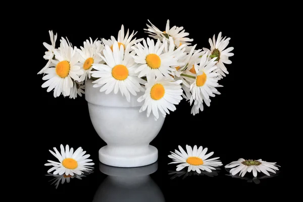 Margarida flor beleza — Fotografia de Stock