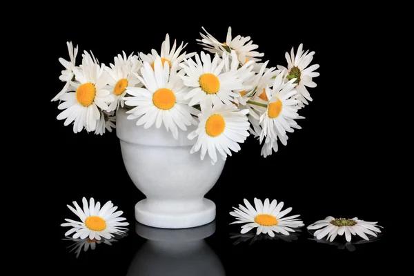 Stock image Daisy Flower Beauty