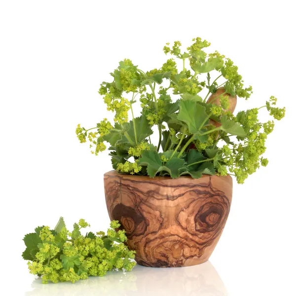 Ladys Mantle Herb — Stock Photo, Image