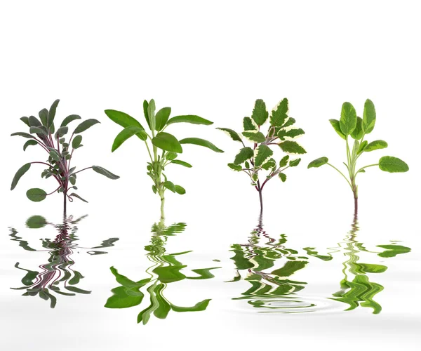 Salvia ört leaf abstrakt — Stockfoto
