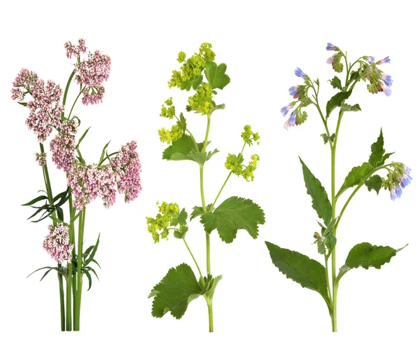 Hierbas medicinales en flor — Foto de Stock