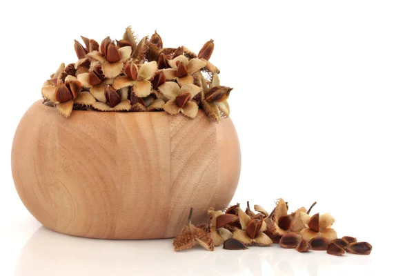 Beech Nuts — Stock Photo, Image