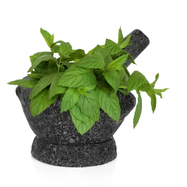 Mint Herb Leaves — Stock Photo, Image