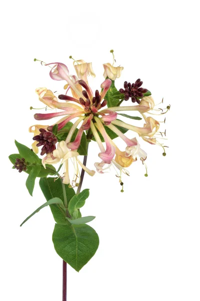 Geißblatt-Blüte — Stockfoto