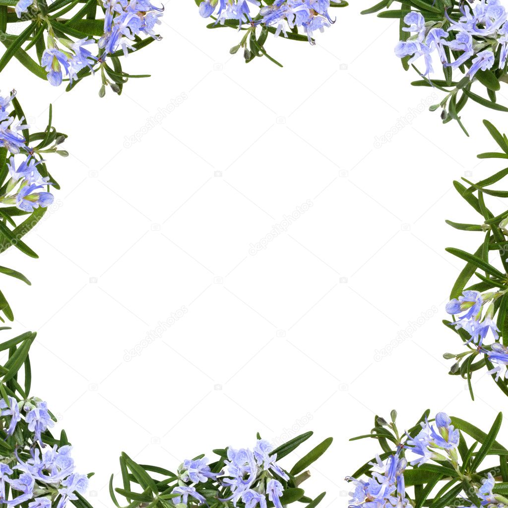 Rosemary Herb Flower Border Stock Photo by ©marilyna 1992152