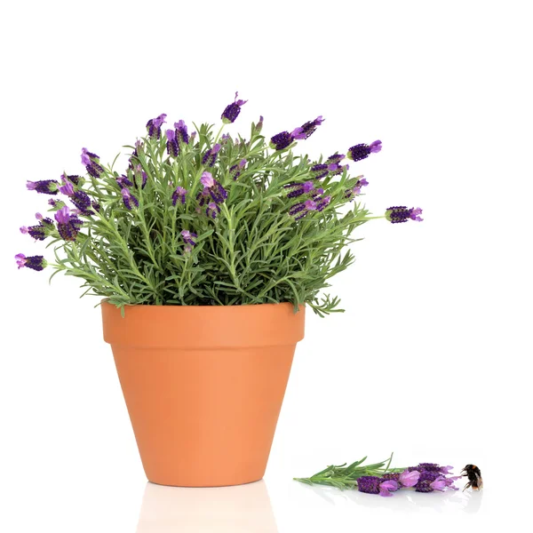 Lavender Herb Flowers and Bumble Bee — Stock Photo, Image