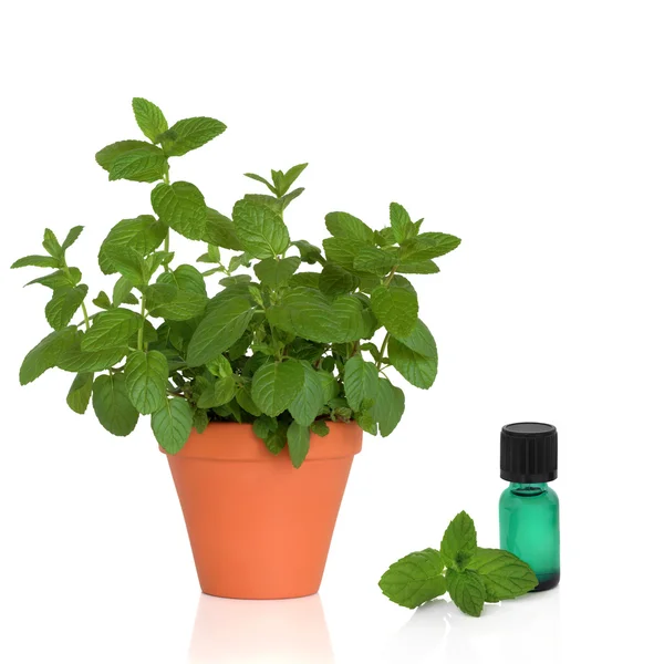 Mint Herb and Essence — Stock Photo, Image