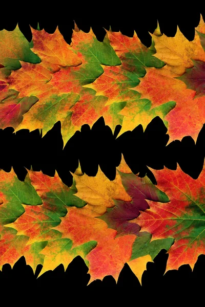 Folha de outono Abstract — Fotografia de Stock