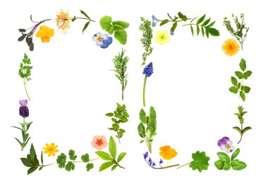 Herb and Flower Leaf Borders clipart