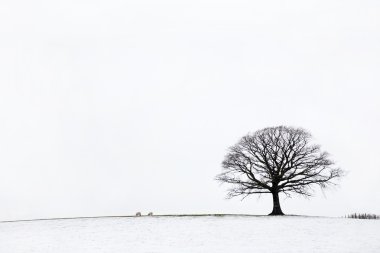 Oak Tree in Winter clipart