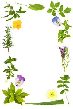 Flower and Herb Leaf Frame clipart