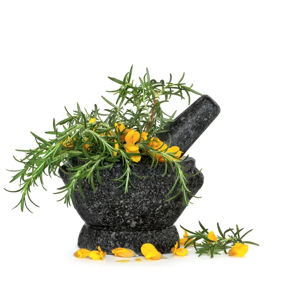 Rosemary Herb and Gorse Flowers — Stock Photo, Image