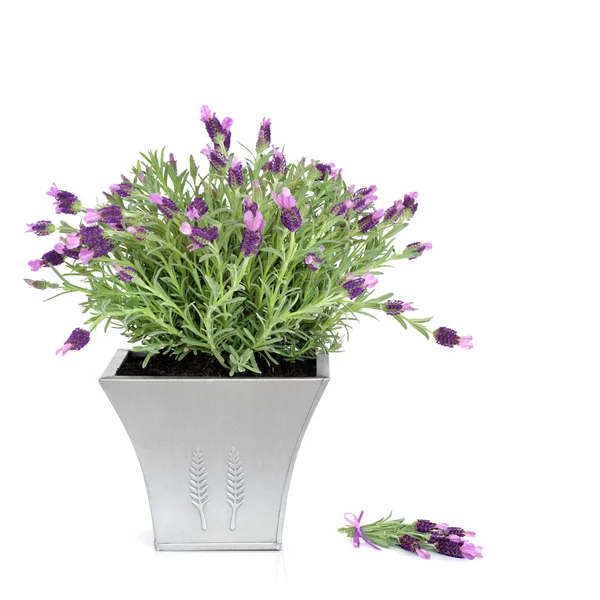 Lavendel kruid plantaardige — Stockfoto