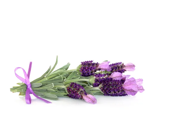 Lavender Herb Flowers — Stock Photo, Image