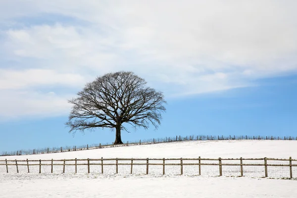 Дубове дерево взимку — стокове фото