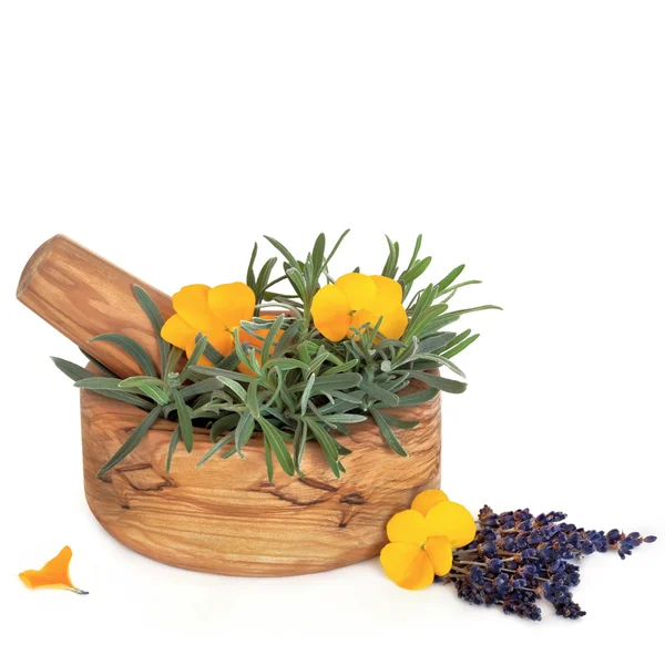 Kwiaty lawenda zioło i viola — Zdjęcie stockowe