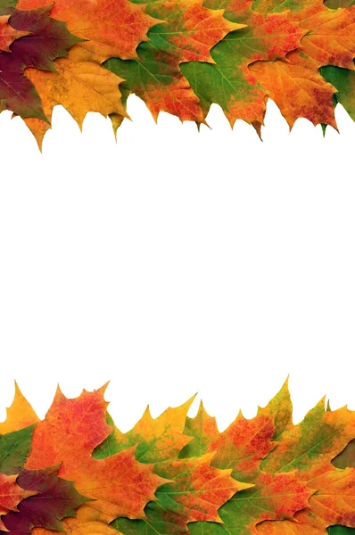 Schönheit der Herbstblätter — Stockfoto