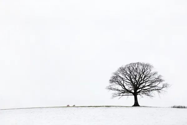 Carvalho no inverno — Fotografia de Stock